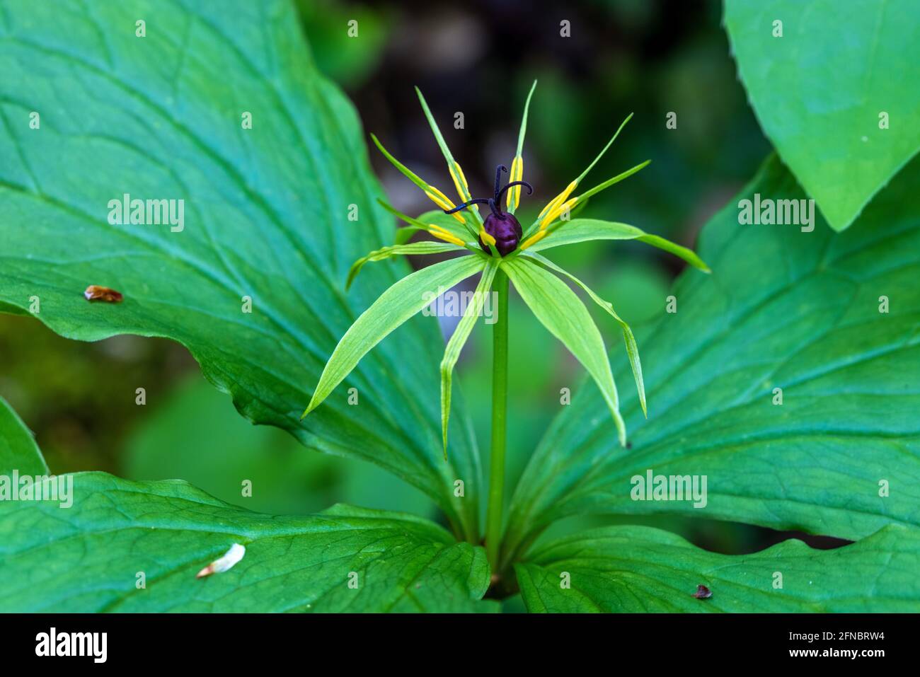 Le gros plan de la fleur de Paris quadrifolia, l'herbe-paris ou le nœud de l'amant vrai Banque D'Images