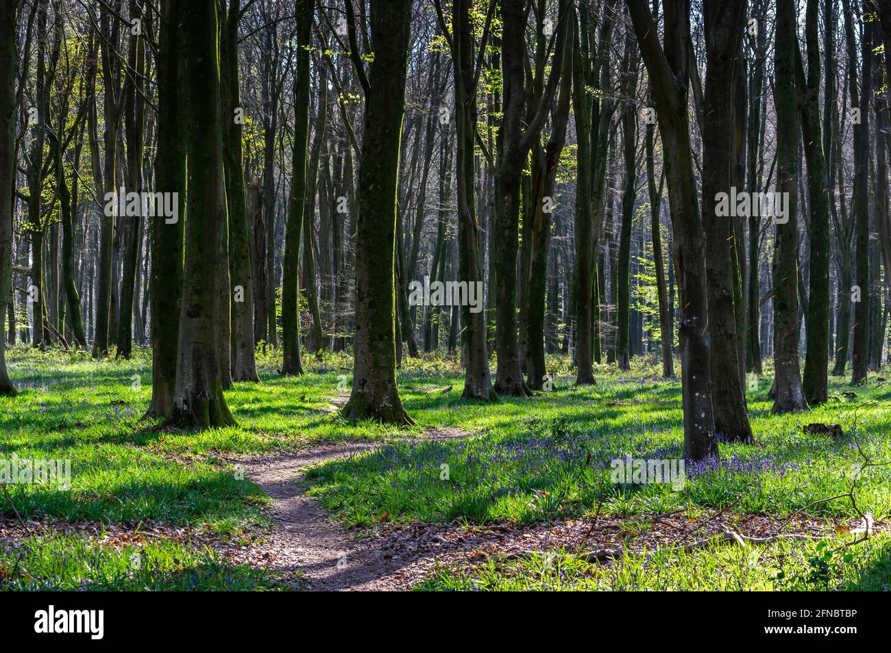 micheldever, bois, bois, forêt, angleterre, hampshire, anglais, royaume-uni, arbres, extérieur, extérieur, nature, naturel, printemps, printemps, bluecloches, frais Banque D'Images