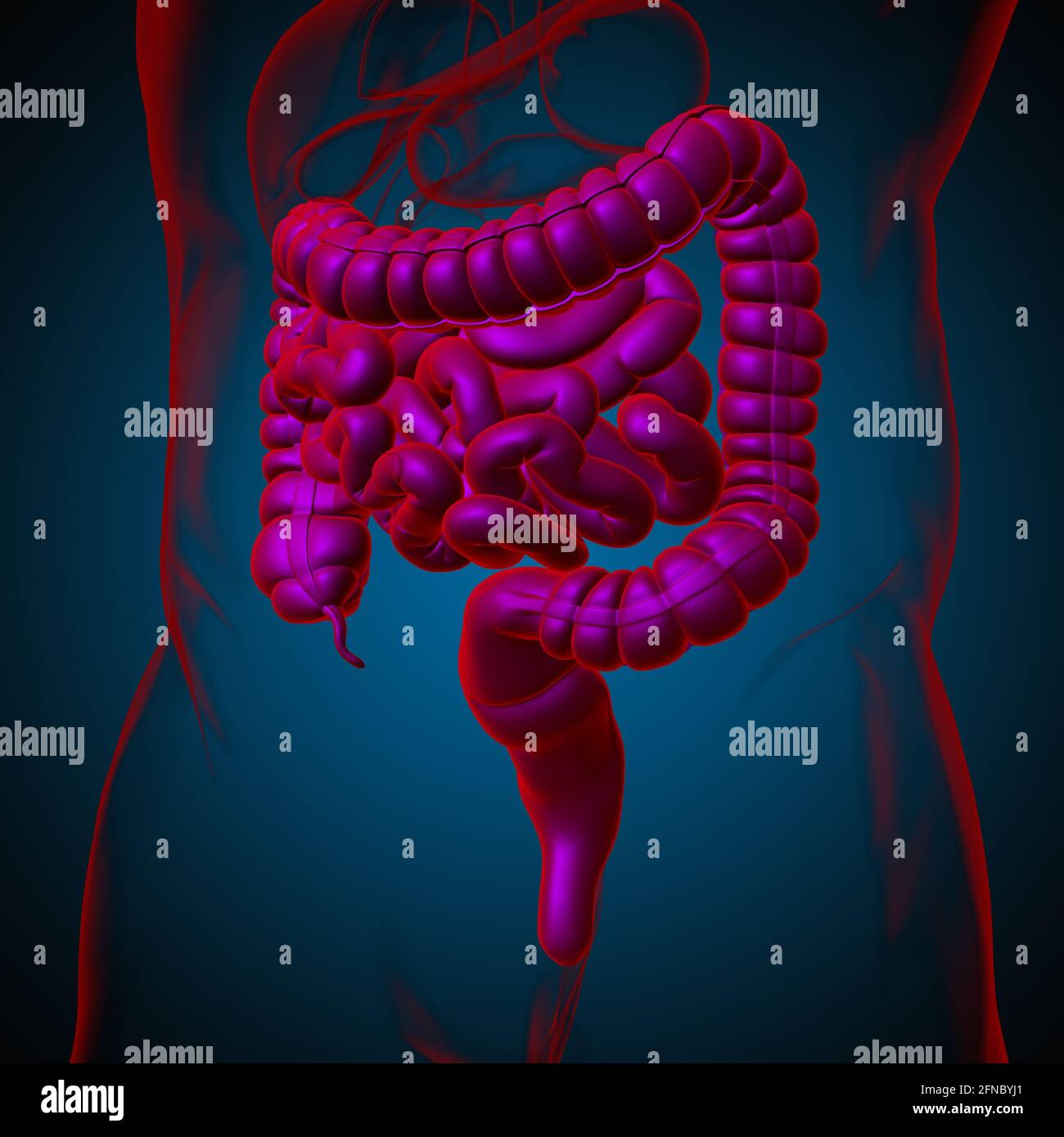 Intestin grêle et gros intestin 3D Illustration système digestif humain ...