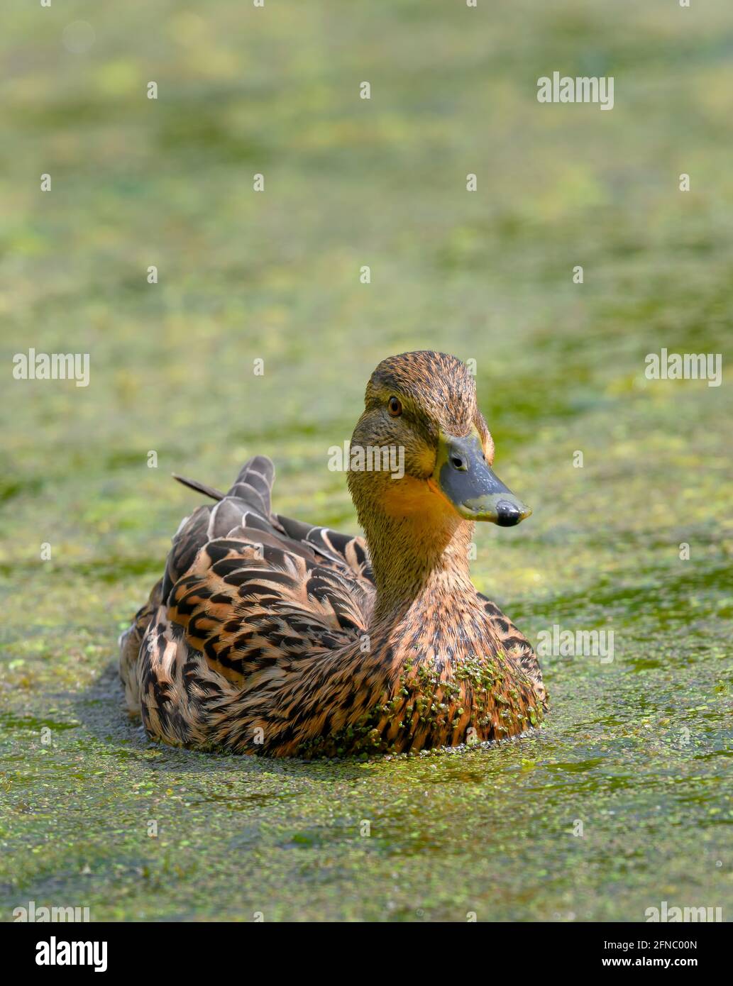 Une belle femelle Mallard (Aras platyrhynchos) nager parmi les mauvaises herbes à la surface d'un lac Banque D'Images