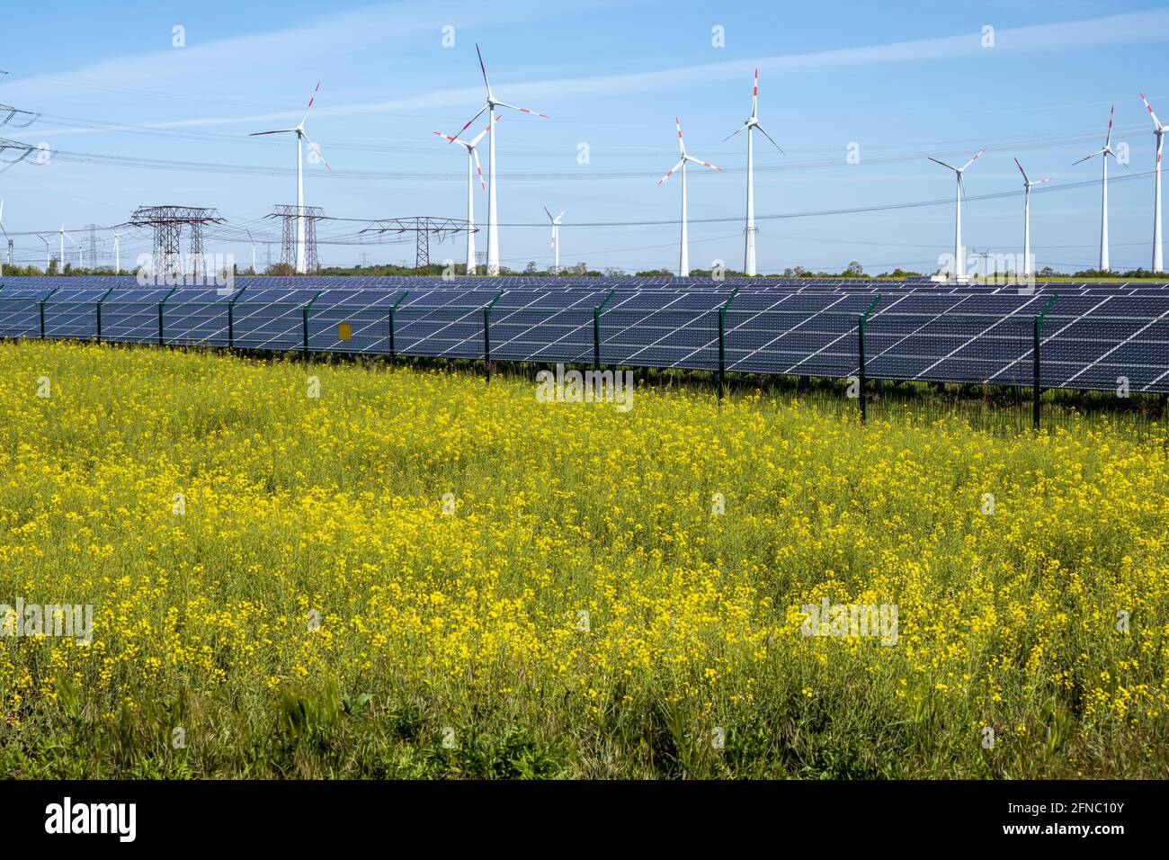 Champ de canola à fleurs avec production d'énergie de remplacement vu en Allemagne Banque D'Images