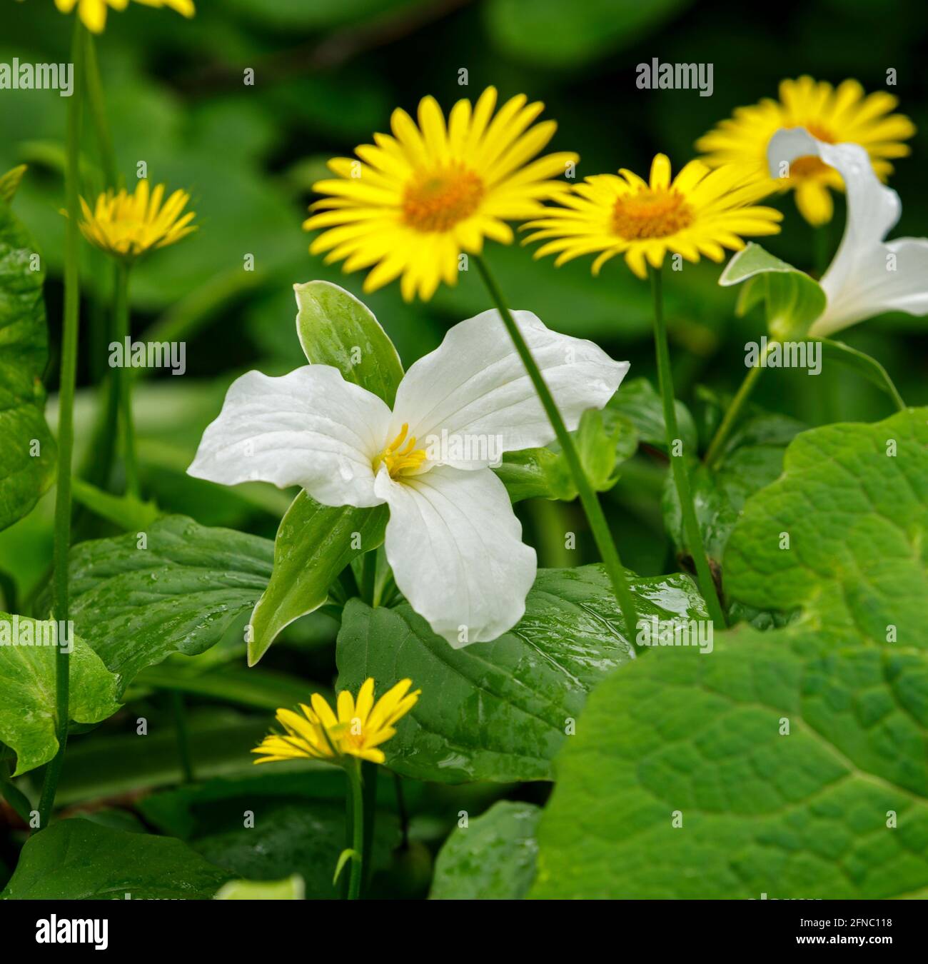 Trillium en fleur, le trillium est la fleur provinciale de la province de l'Ontario au Canada Banque D'Images