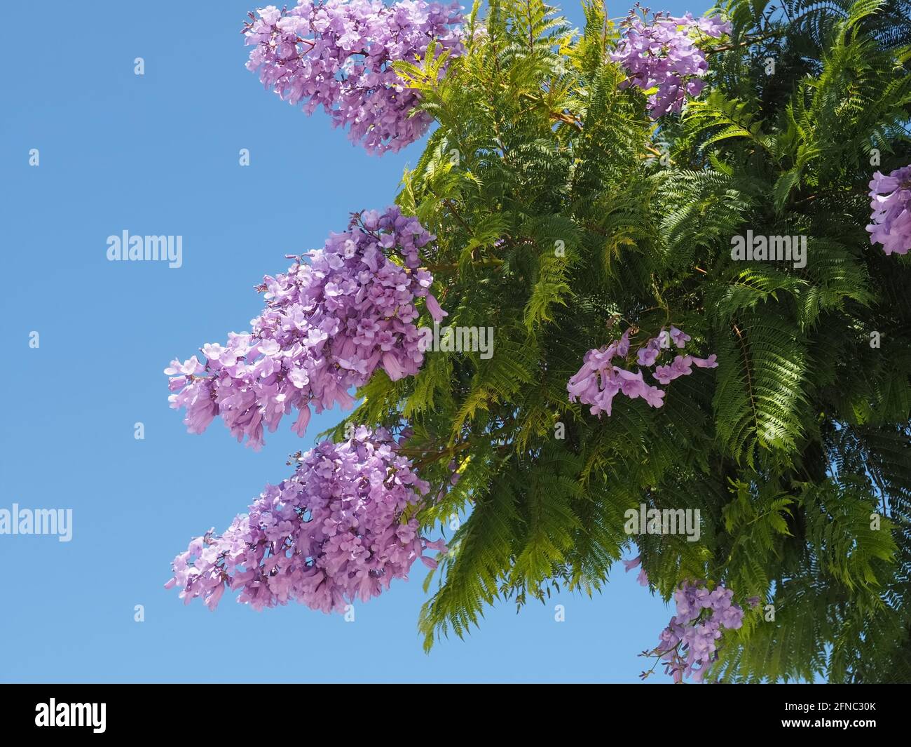 Fleurs violettes d'un arbre Jacaranda devant le bleu ciel Banque D'Images