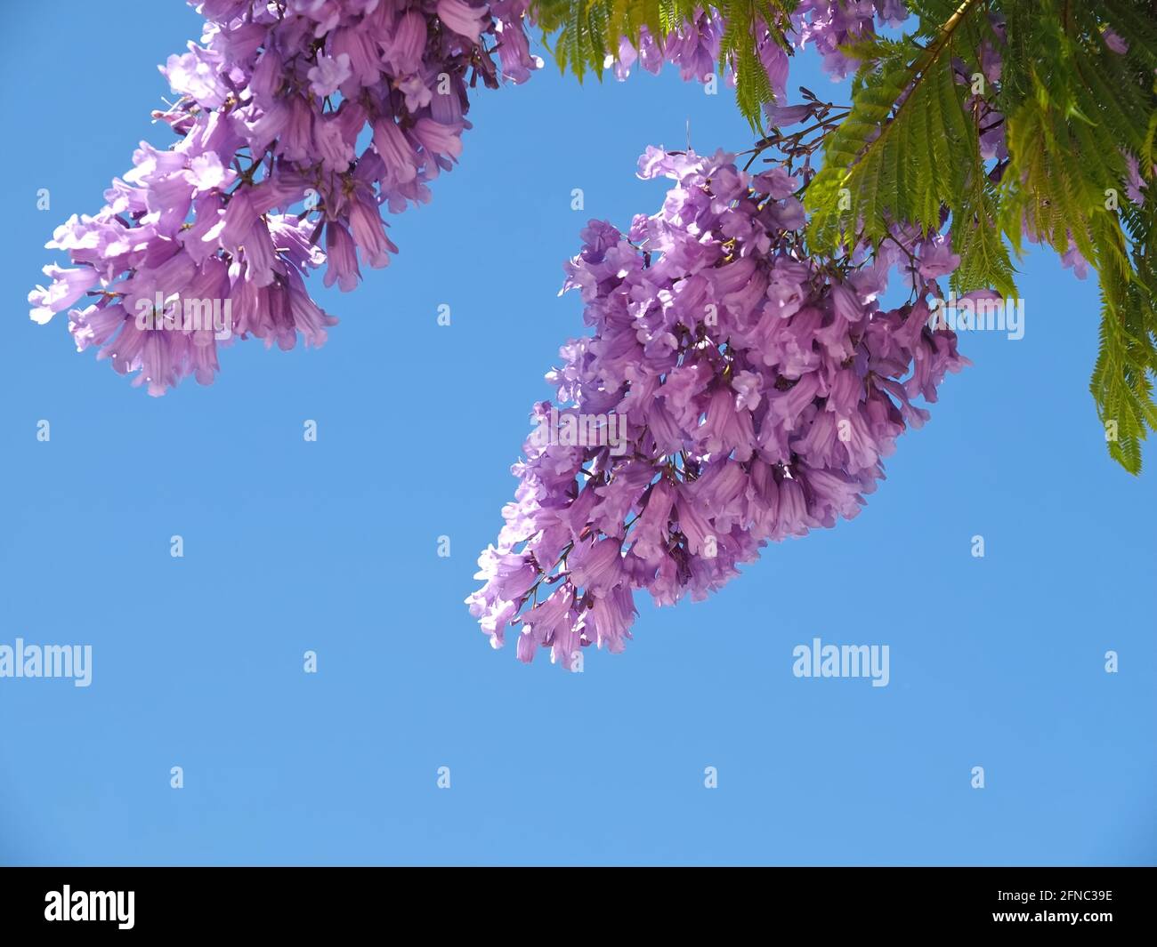 Fleurs violettes d'un arbre Jacaranda devant le bleu ciel Banque D'Images