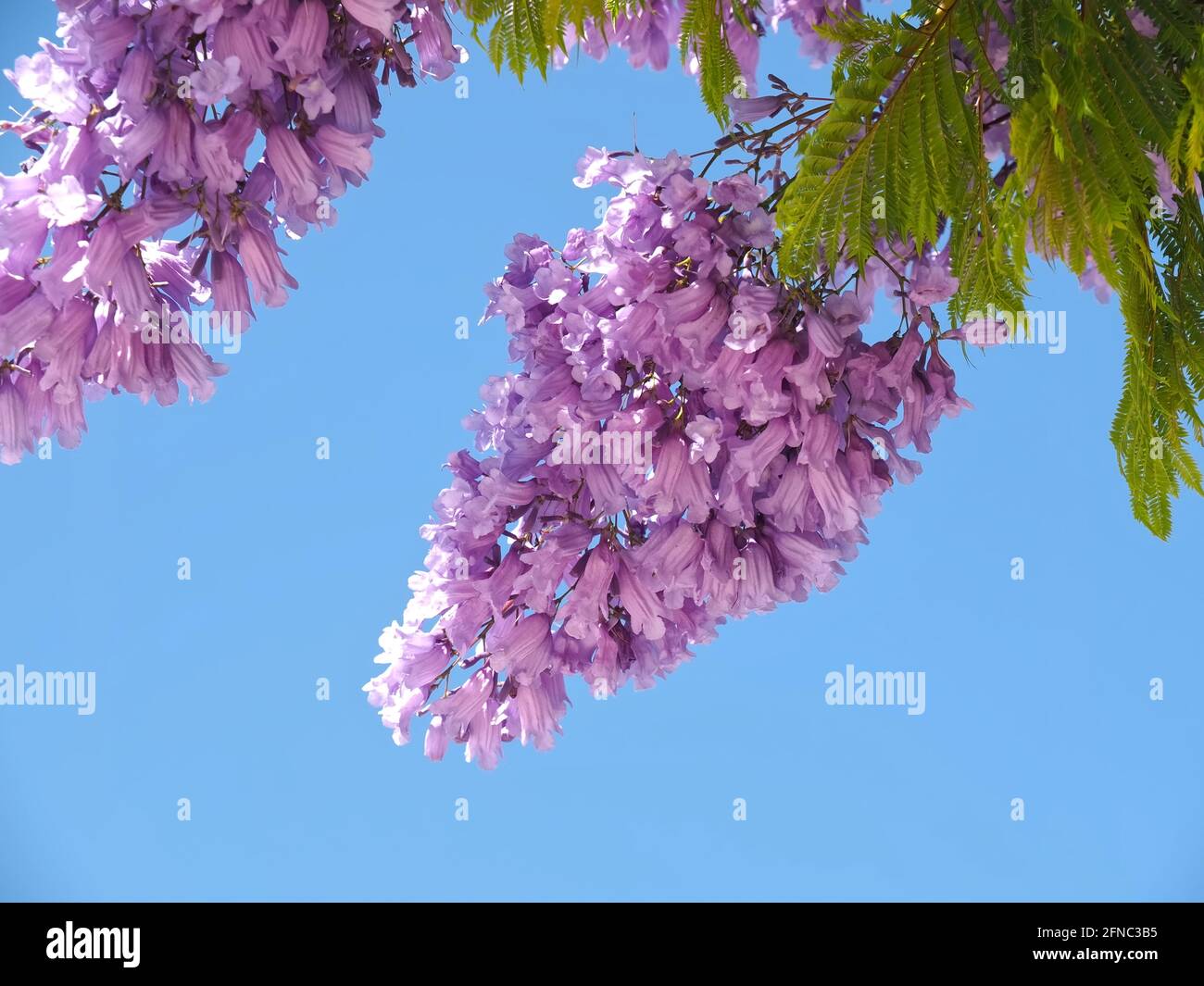 Fleurs violettes d'un arbre Jacaranda devant le bleu ciel Banque D'Images