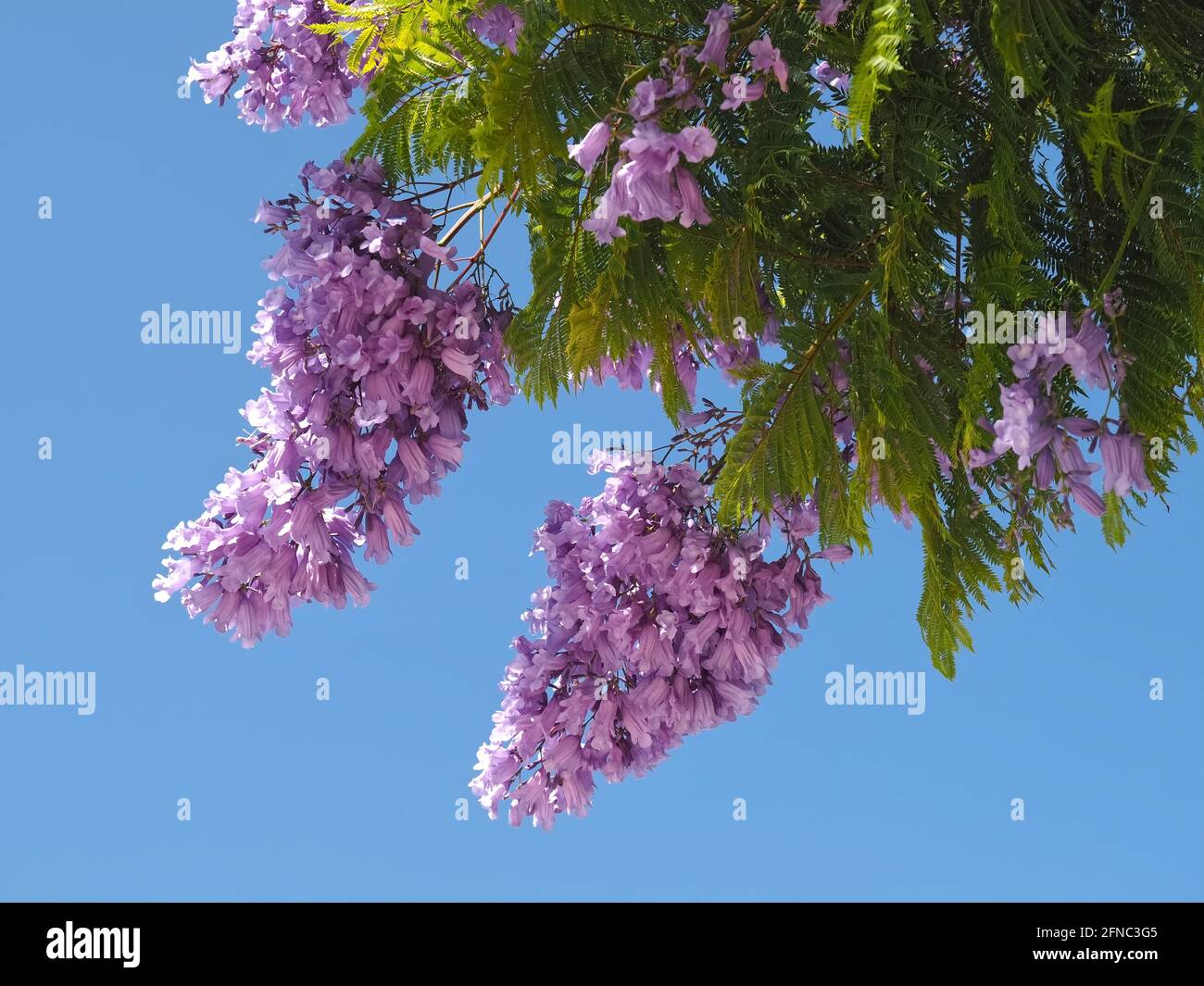 Fleurs violettes d'un arbre Jacaranda devant le bleu ciel Banque D'Images