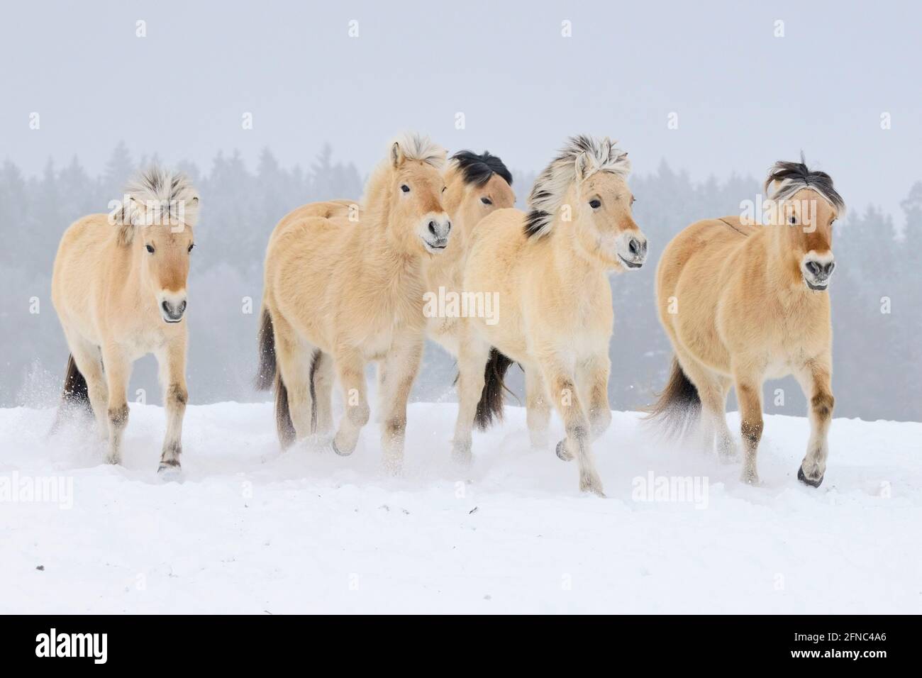 Troupeau de chevaux dans la neige norvégienne Banque D'Images