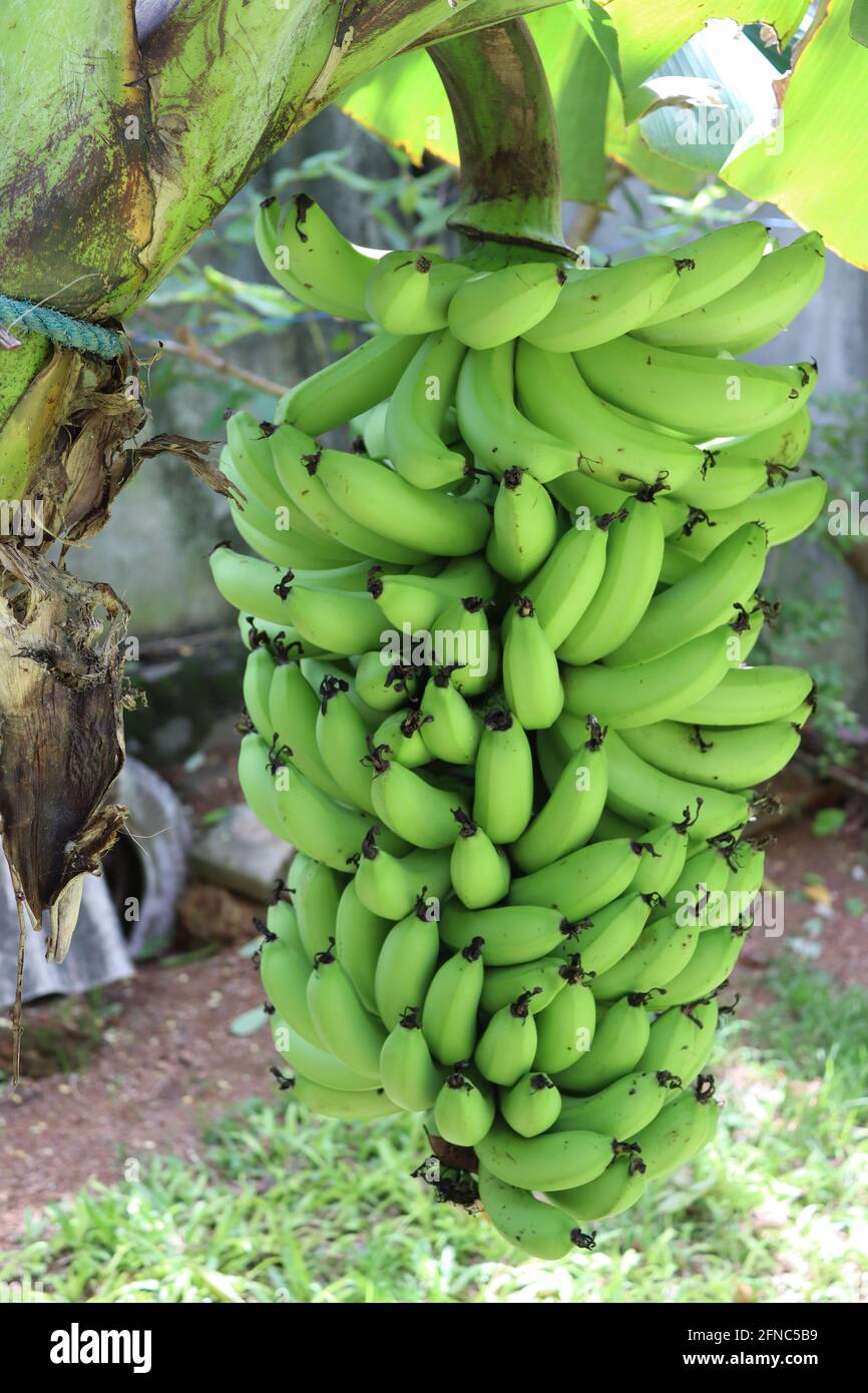 Récolte de banane de l'arrière-cour, c'est Sri lankan la culture de jardin à la maison pour la banane douce. Généralement, les villages cultivent la banane pour l'usage à la maison ou la vente. Banque D'Images