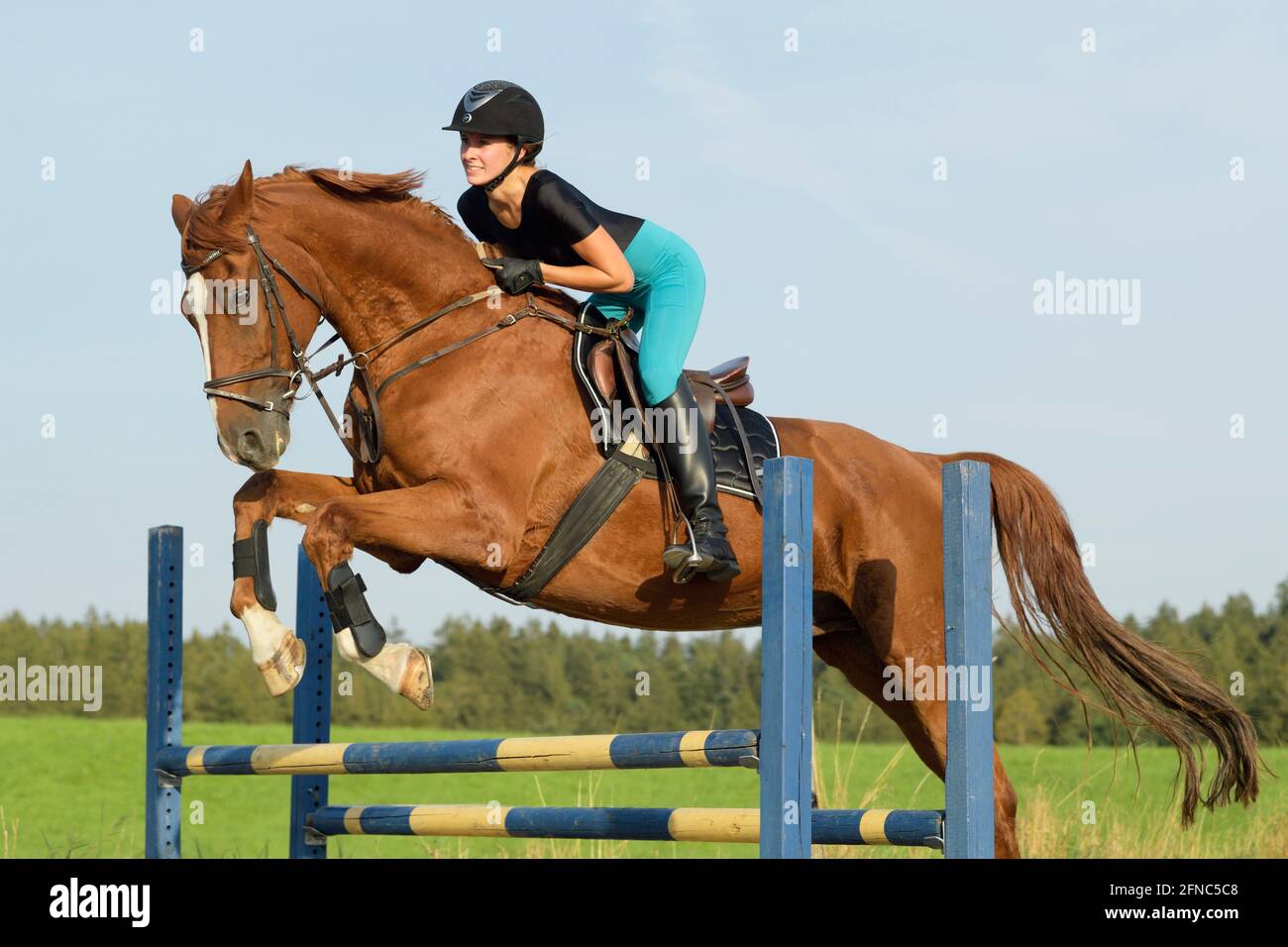 Cavalier au dos d'un saut à cheval Bavarois Banque D'Images