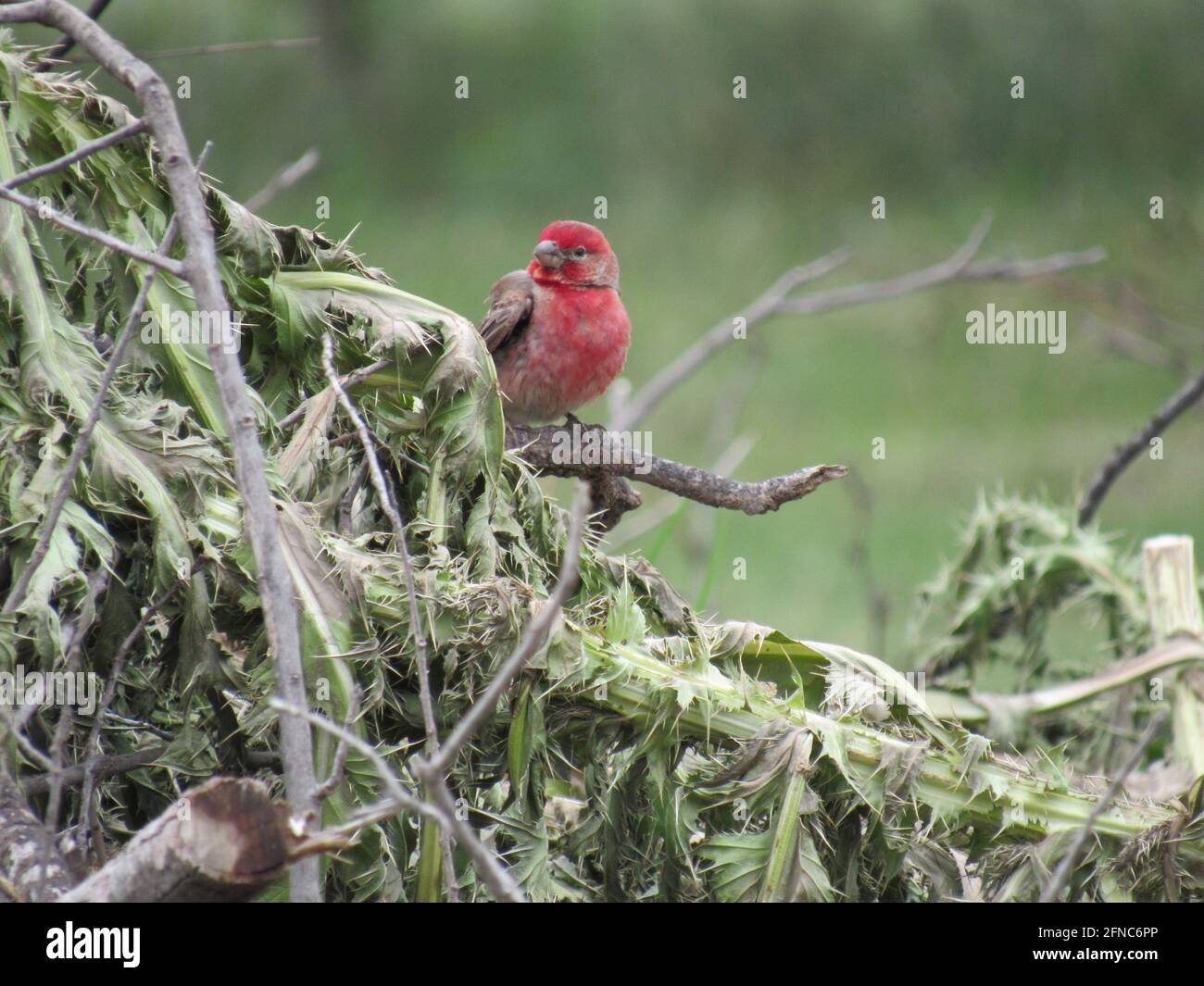 Un homme de la Maison finch assis sur une branche parmi le chardon feuilles Banque D'Images