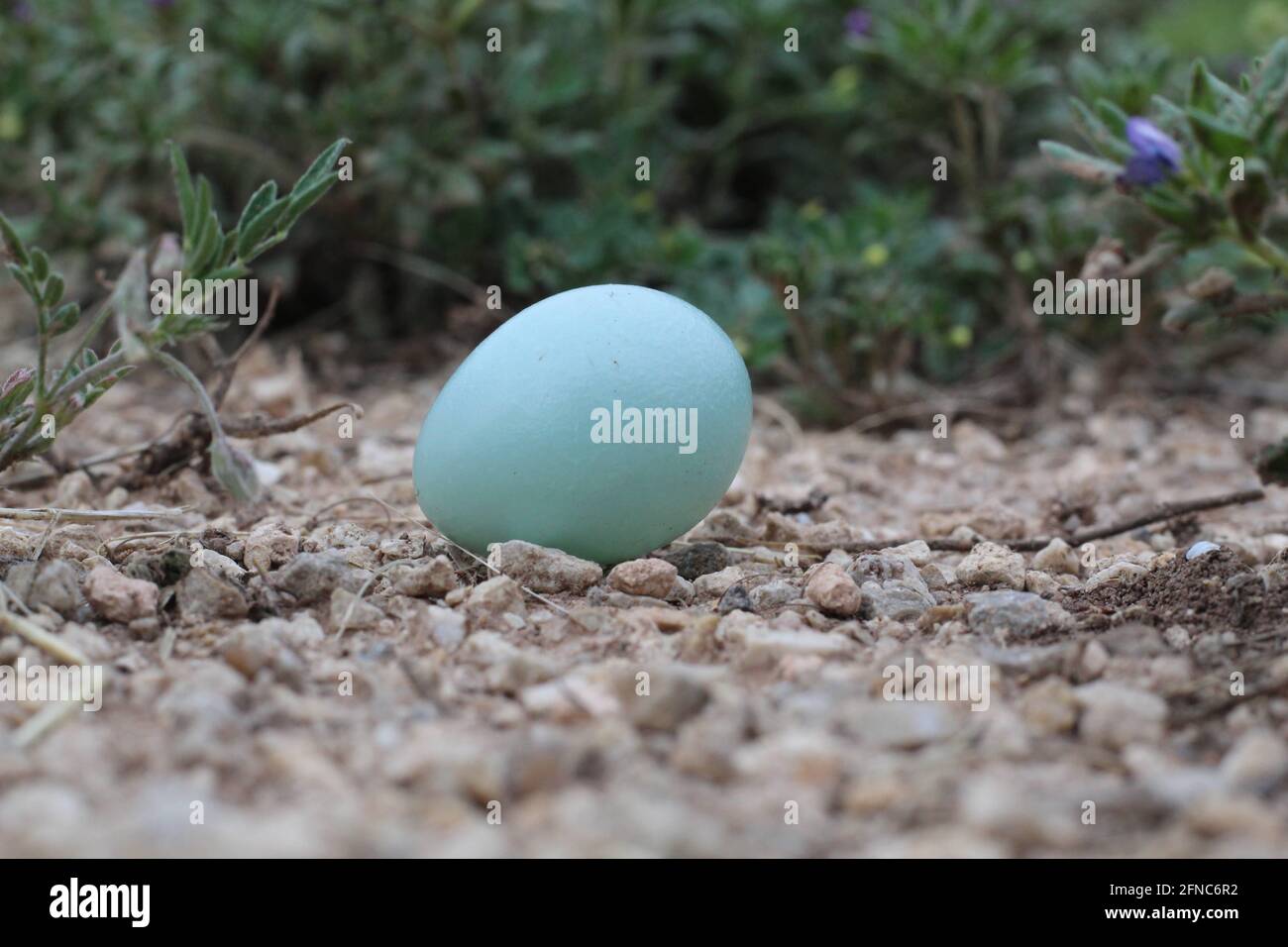 Oeuf De Merle Banque D Image Et Photos Alamy