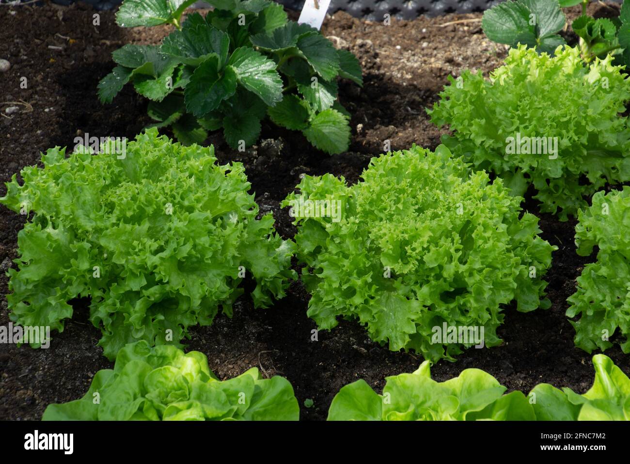 cichorium endivia pousse en serre avec des feuilles amères similaires Banque D'Images