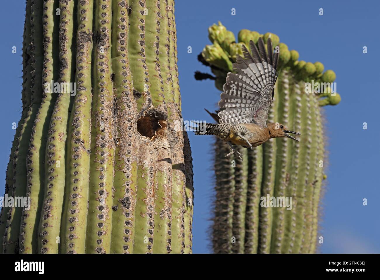 Pic de Gila (Melanerpes uropygialis), volant de nid à saguaro, désert de Sonoran, Arizona Banque D'Images