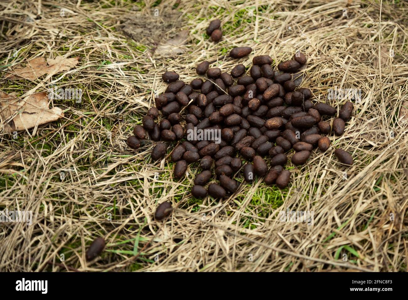 Excréments d'élans dans la forêt sur l'herbe. Fientes d'orignal fraîches. Fientes de wapitis. Déjections d'élans dans la forêt. Fèces dans la forêt, fond naturel Banque D'Images