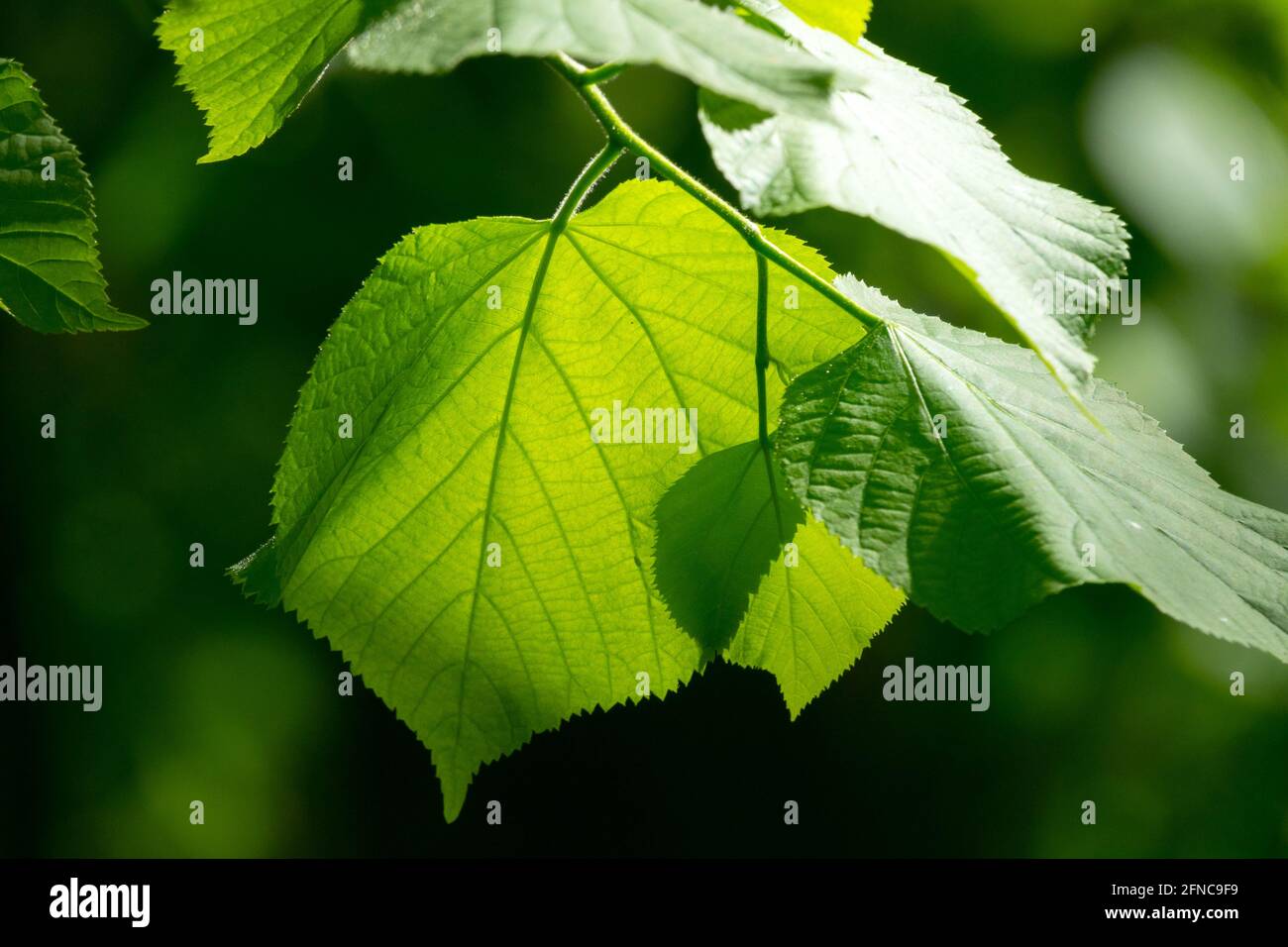 Lumière du soleil brillant à travers une feuille de Tilia platyphyllos feuilles de tilleul à grands feuilles vert printemps ensoleillé Banque D'Images
