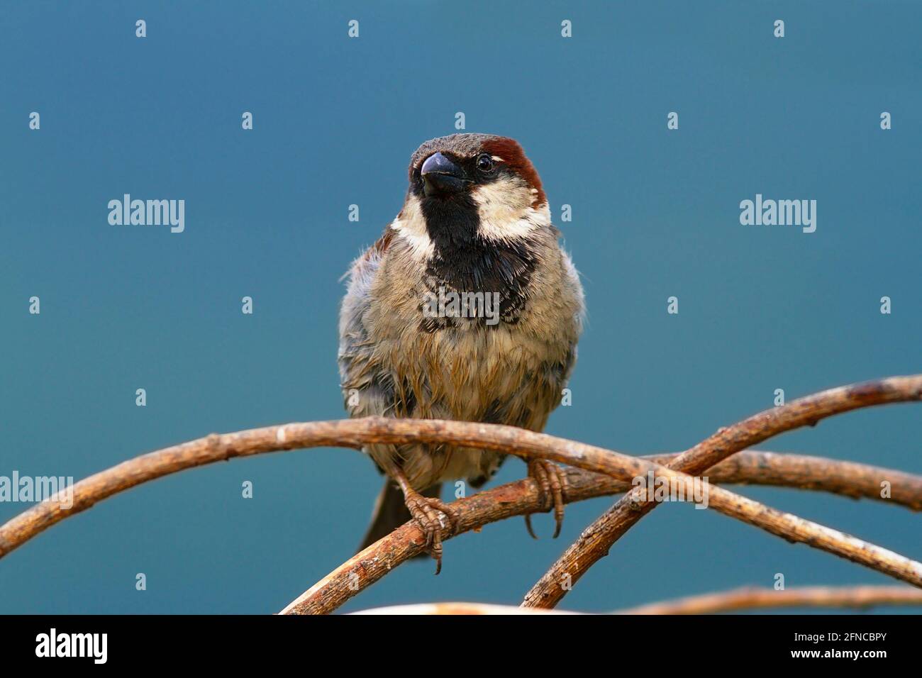 un homme scinde sur un arrière-plan coloré et non focaré (.Passer domesticus ) Banque D'Images