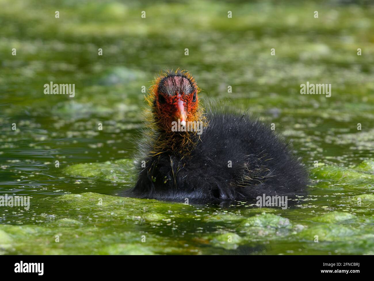 Un jeune coot eurasien (Fulica atra) aussi connu comme le coot commun parmi quelques mauvaises herbes dans un lac. Ce poussin a probablement juste un jour Banque D'Images