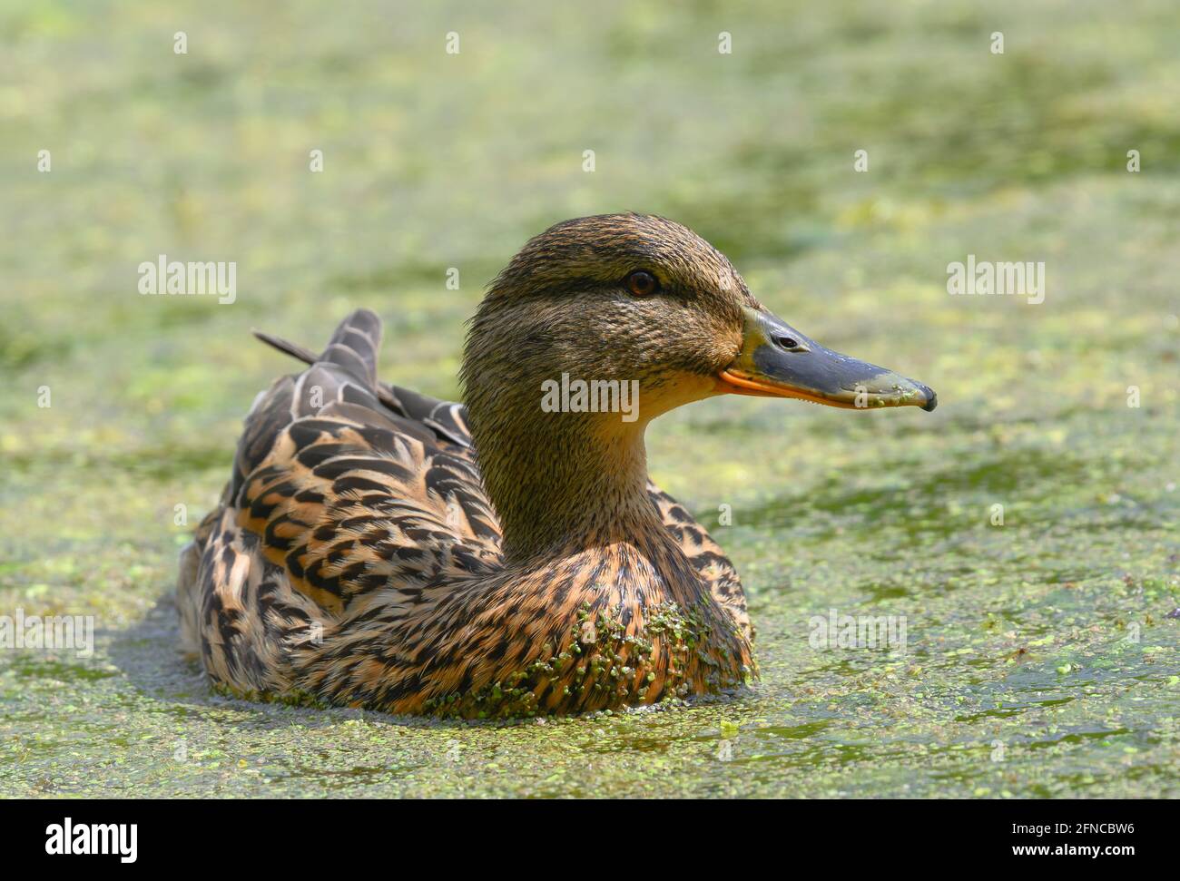 Une belle femelle Mallard (Aras platyrhynchos) nager parmi les mauvaises herbes à la surface d'un lac Banque D'Images