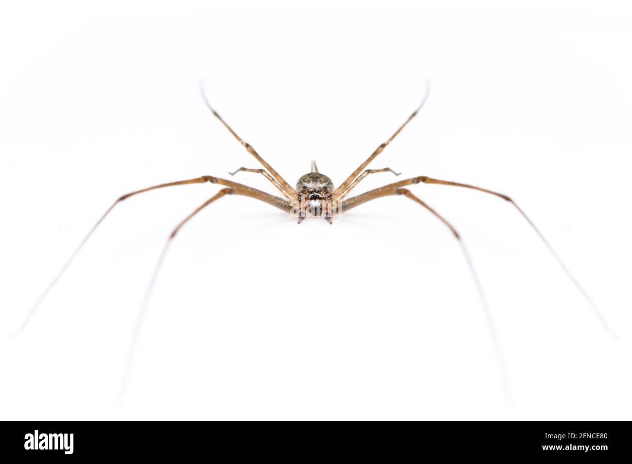 Image de deux araignées (Hersilia sp.) isolées sur fond blanc. Animal. Insecte. Banque D'Images