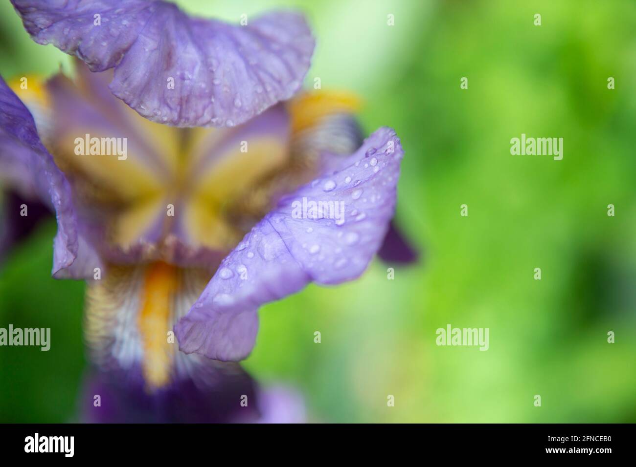 Iris tigre en détail avec gouttes de pluie Banque D'Images