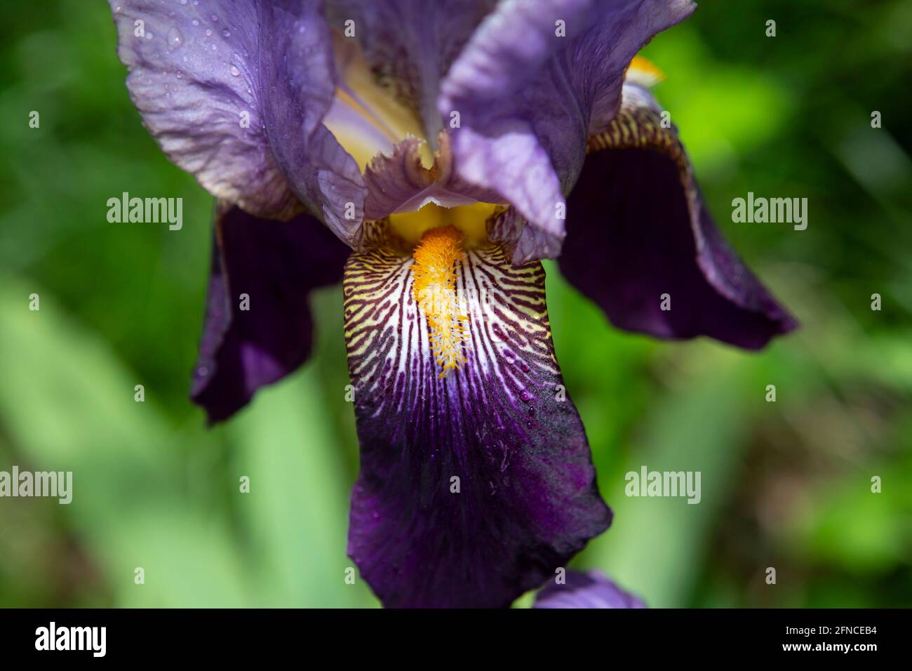 Iris tigre en détail avec gouttes de pluie Banque D'Images