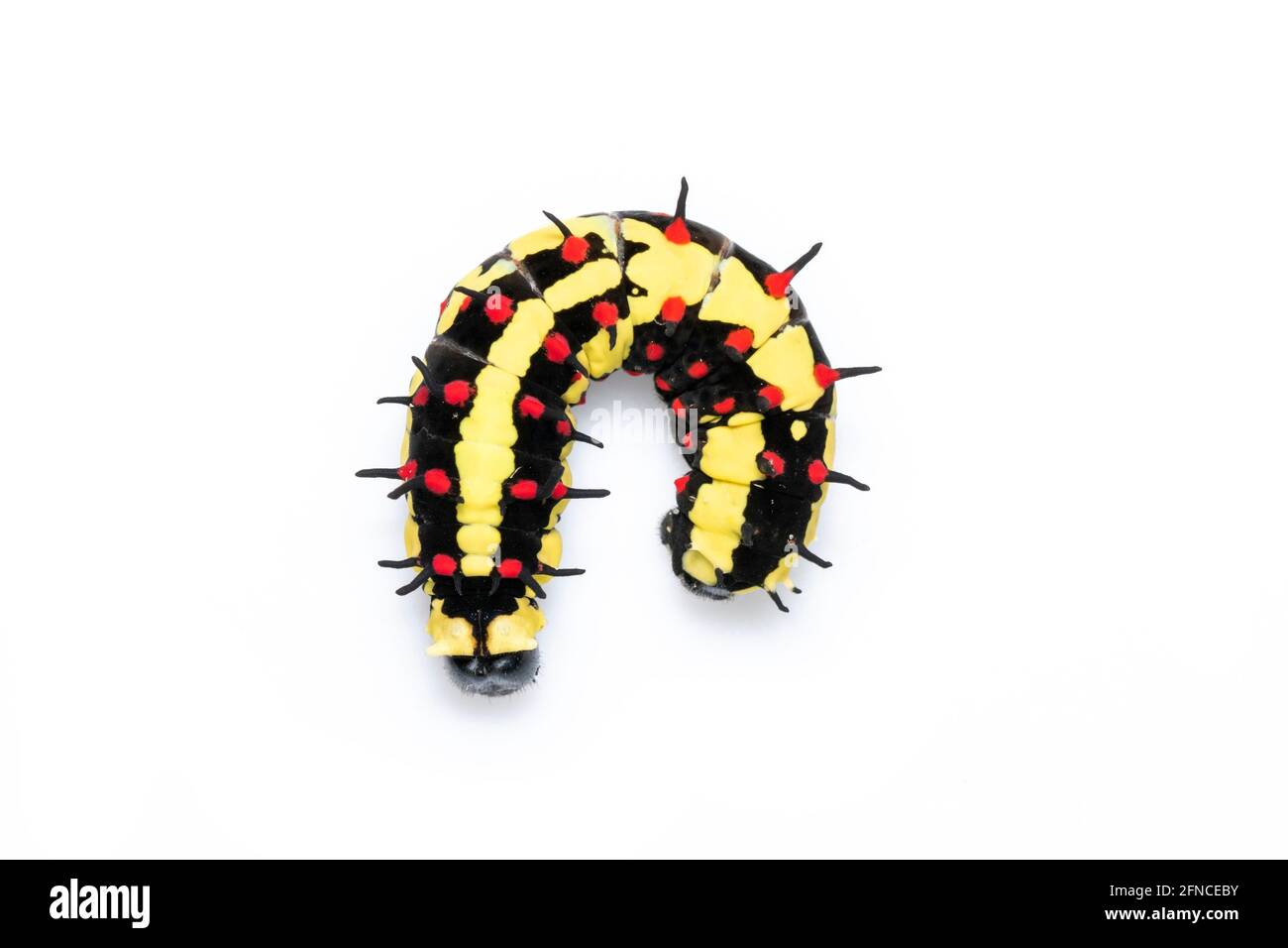 Image des chenilles de mime commune isolée sur fond blanc. Animal. Insecte. Banque D'Images