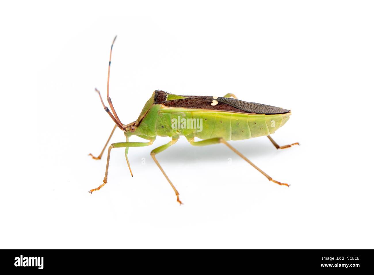 Image d'un insecte de la gousse de légumineuse verte (Hemiptera) isolé sur fond blanc. Animal. Insecte. Banque D'Images