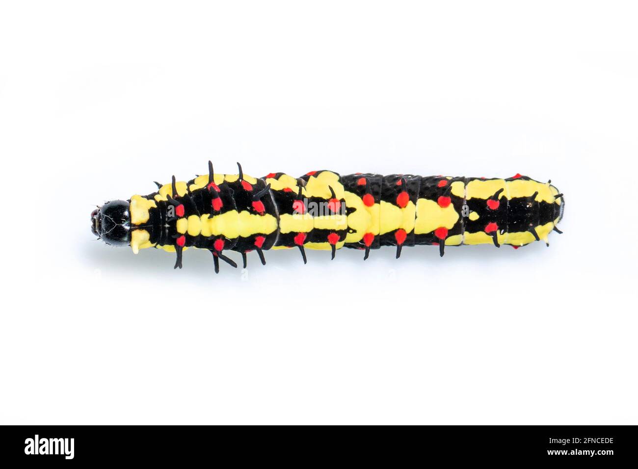 Image des chenilles de mime commune isolée sur fond blanc. Animal. Insecte. Banque D'Images