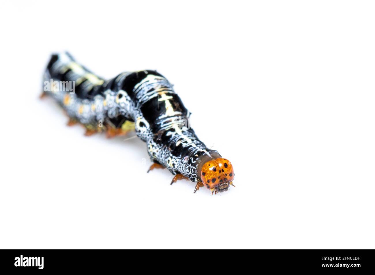 Image d'une chenille de papillon isolée sur fond blanc. Animal. Insecte. Banque D'Images