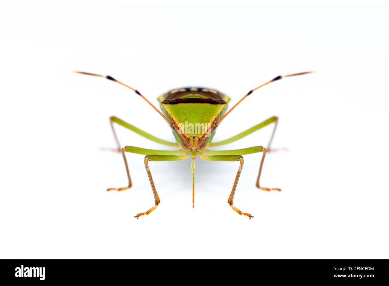 Image d'un insecte de la gousse de légumineuse verte (Hemiptera) isolé sur fond blanc. Animal. Insecte. Banque D'Images