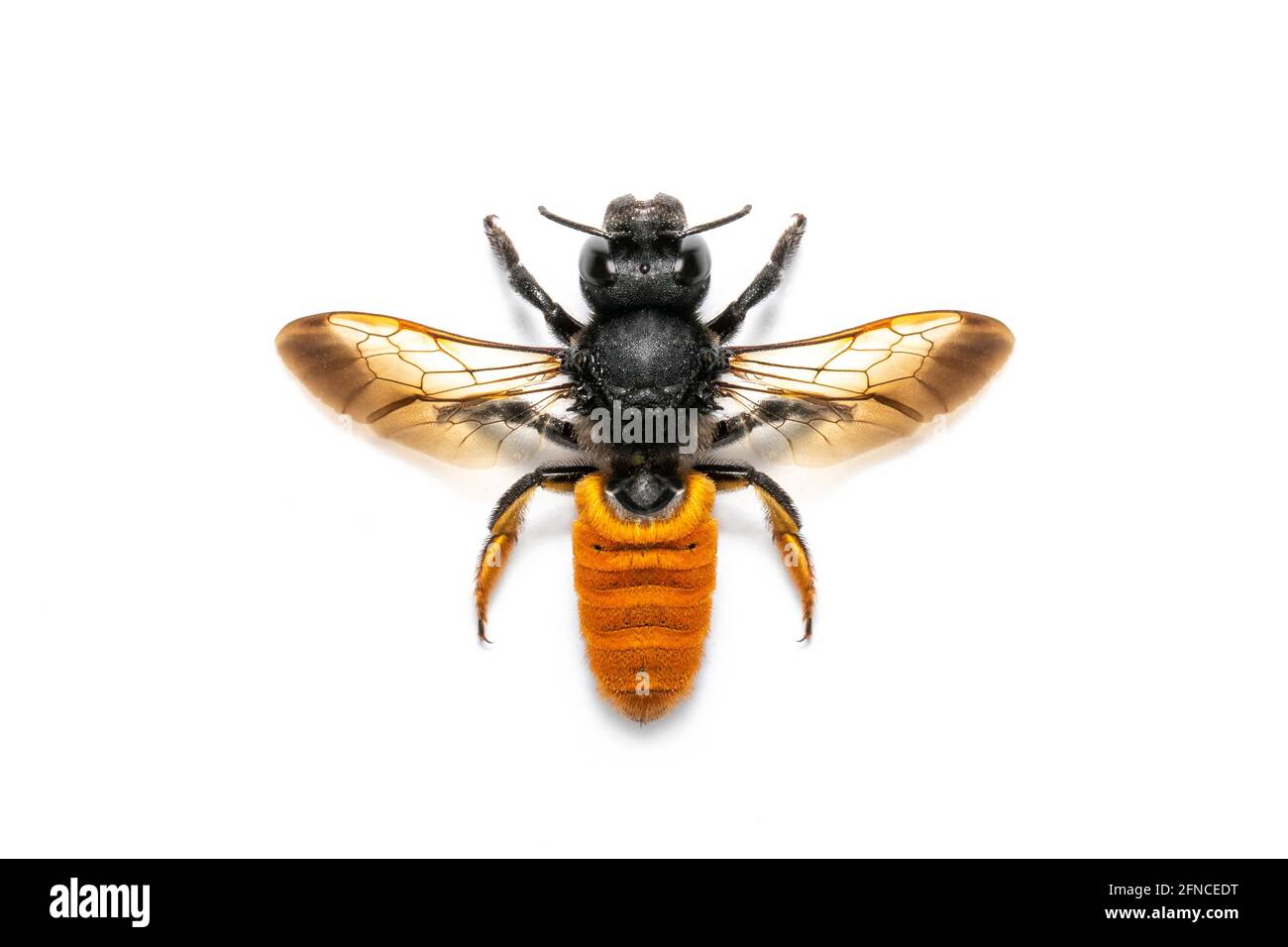 Décoration Murale Abeille En Résine Dorée – 15,5x11 Cm, Avec Crochet, Pour Intérieur Et Extérieur - 2