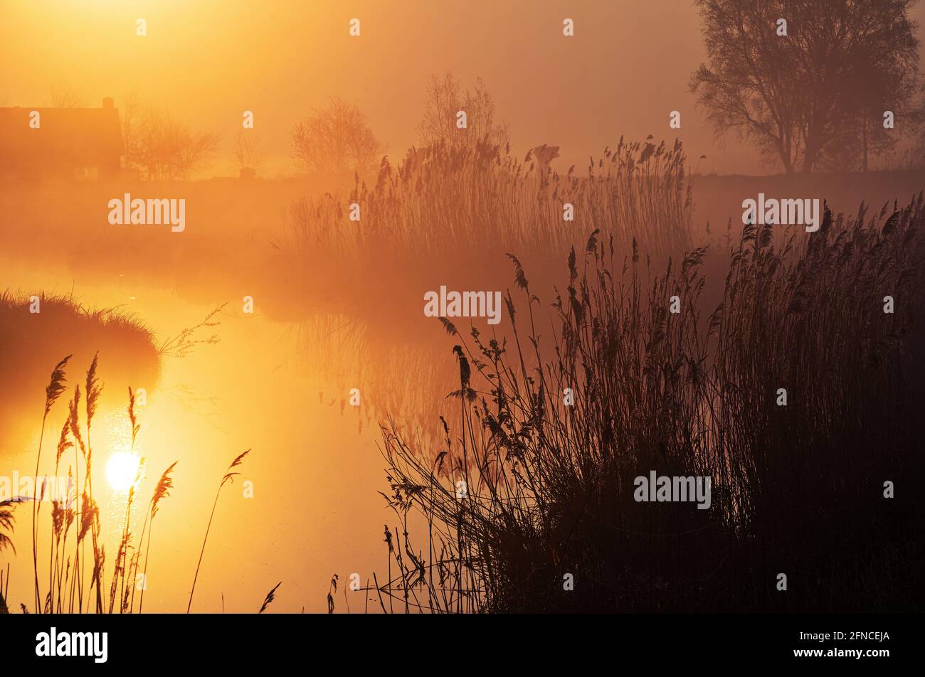 Scène de paysage avec roseau fixe au lever du soleil dans un paysage hollandais. Banque D'Images
