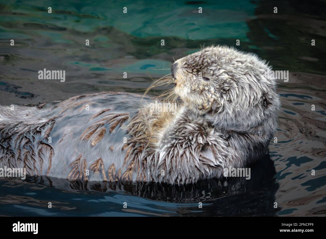 Loutres De Mer Marine Alaska Oc an Banque De Photographies Et D images loutres-de-mer-marine-alaska-oc-an-banque-de-photographies-et-d-images