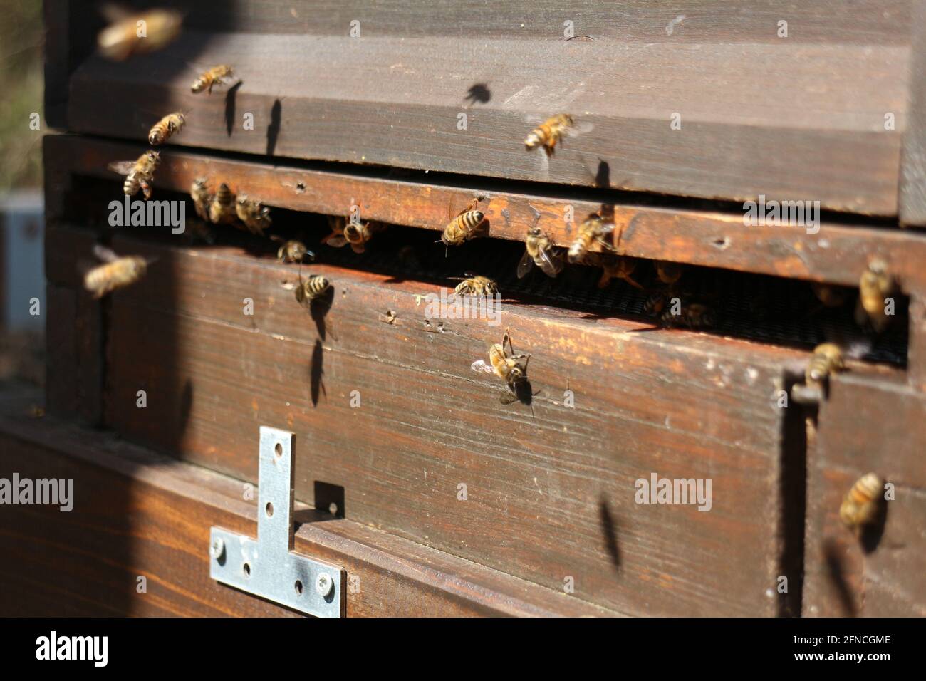 Les abeilles à l'entrée de leur ruche Banque D'Images