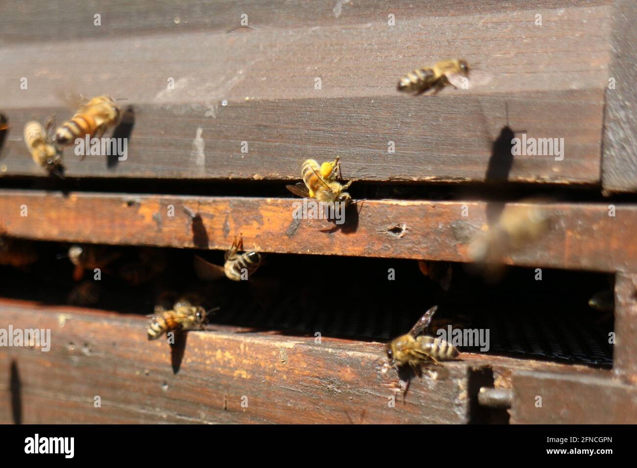 Les abeilles à l'entrée de leur ruche Banque D'Images