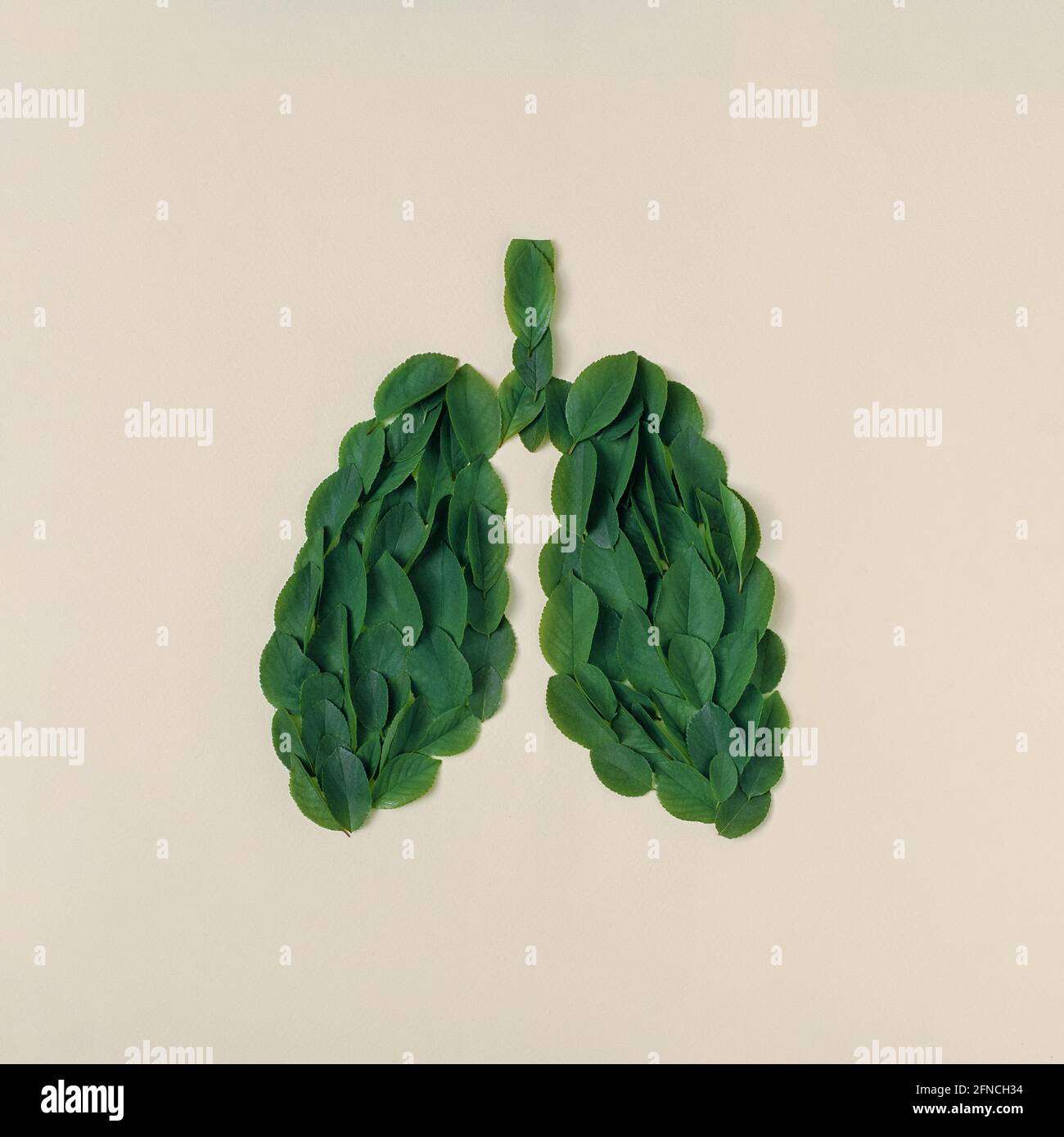 La forme du poumon humain est constituée de feuilles vertes. Concept créatif minimal de la santé et de la nature. Banque D'Images