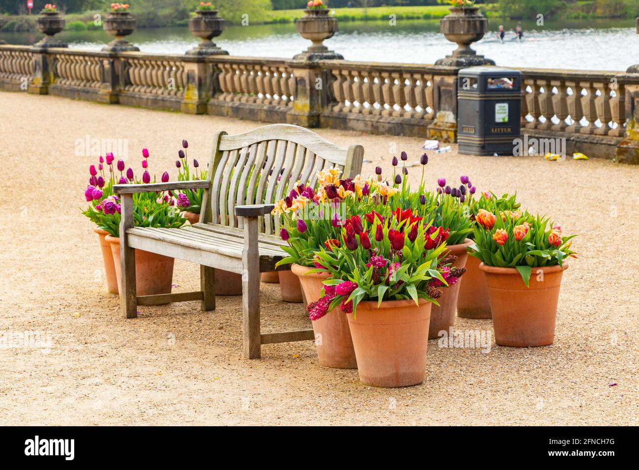 banc en bois entouré de pots de tulipes et autres fleurs À Trentham Gardens Stoke on Trent Banque D'Images