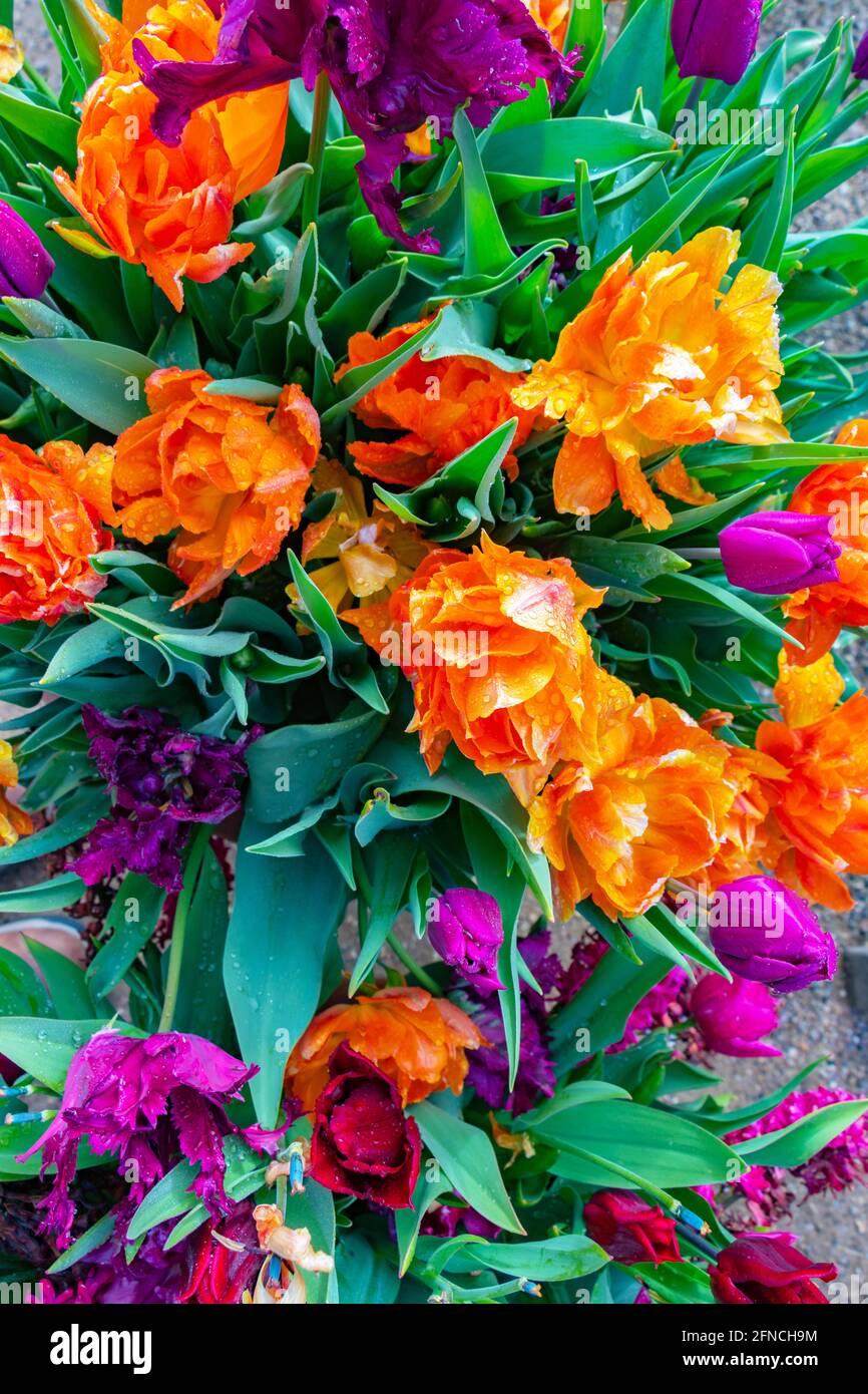 Vue de dessus des tulipes orange et violettes avec des feuilles vertes Banque D'Images