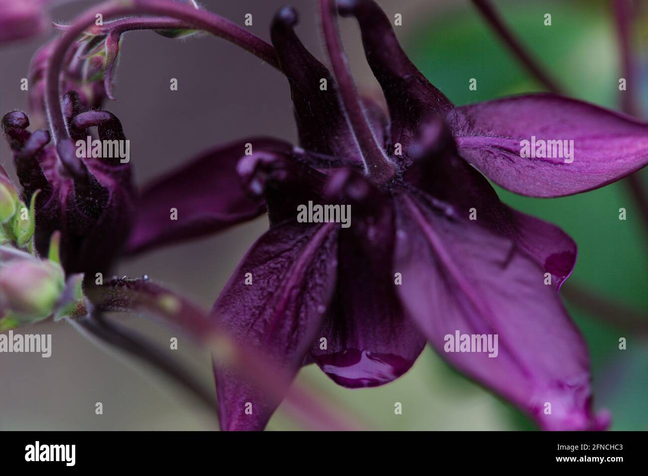 Vue macro d'une tête de fleurs d'Aquilegia atrata, rouge violet-noir / Columbine sombre Banque D'Images