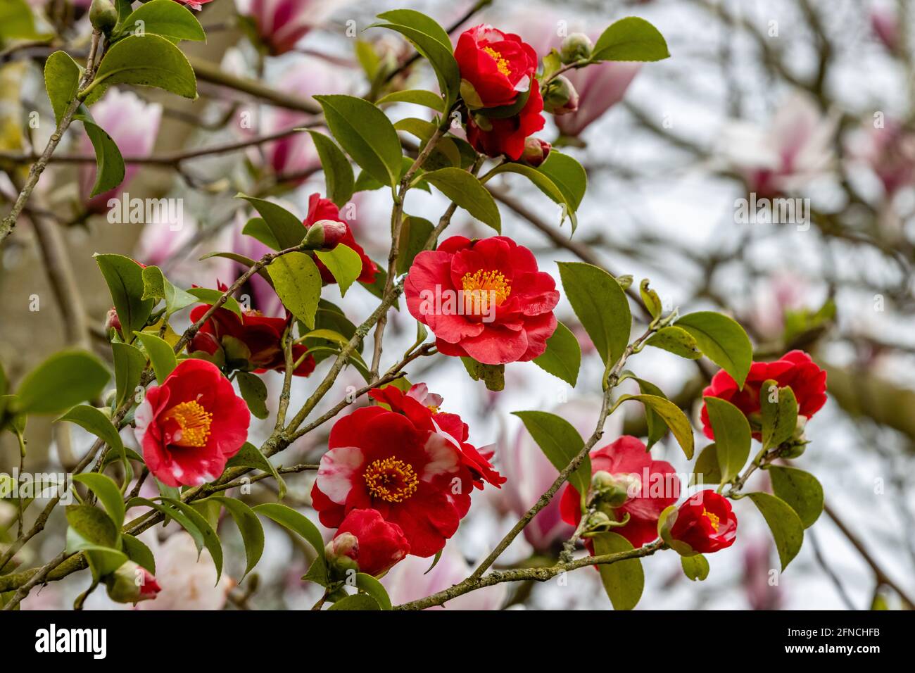 Fleurs insolites à deux tons de Camellia japonica Alexander Hunter in ressort Banque D'Images