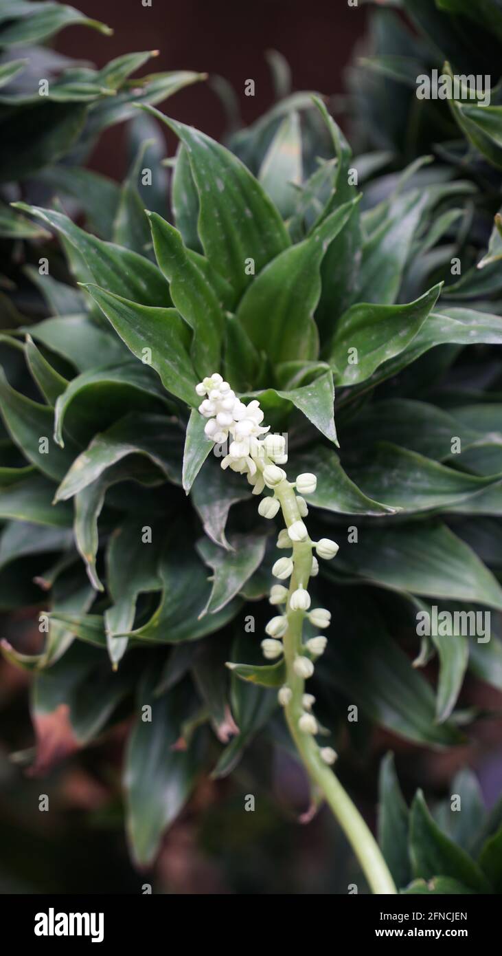 Fleurs, plantes et verdure se trouvent dans et autour des jardins d'Alfred Garden Estate Banque D'Images