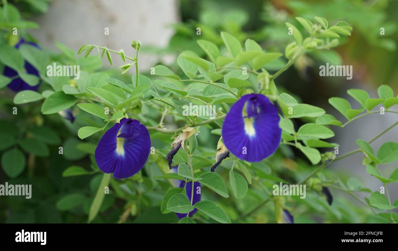 Fleurs, plantes et verdure se trouvent dans et autour des jardins d'Alfred Garden Estate Banque D'Images