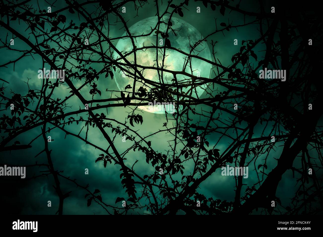 Paysage nocturne de ciel et de super lune avec clair de lune derrière la silhouette de branche d'arbre. Sérénité nature fond. À l'extérieur la nuit. Le m Banque D'Images