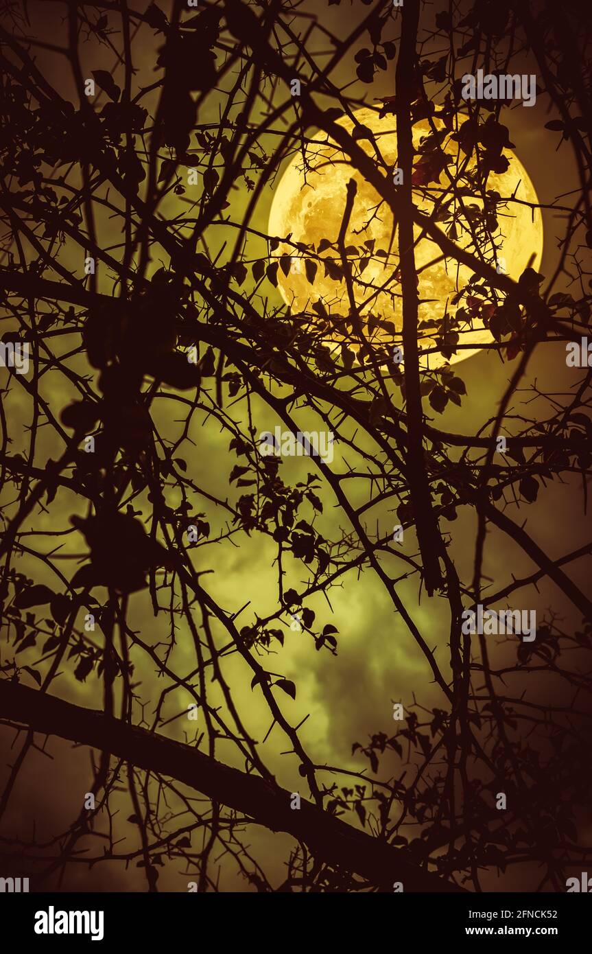 Paysage nocturne de ciel et de super lune avec clair de lune derrière la silhouette de branche d'arbre. Sérénité nature fond. À l'extérieur la nuit. Le m Banque D'Images