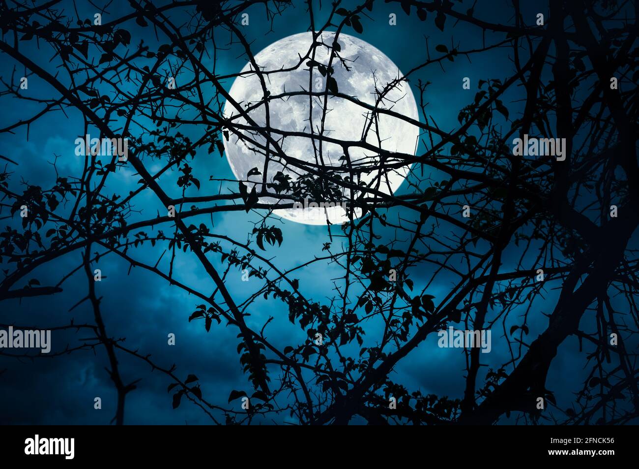 Paysage nocturne de ciel et de super lune avec clair de lune derrière la silhouette de branche d'arbre. Sérénité nature fond. À l'extérieur la nuit. Le m Banque D'Images