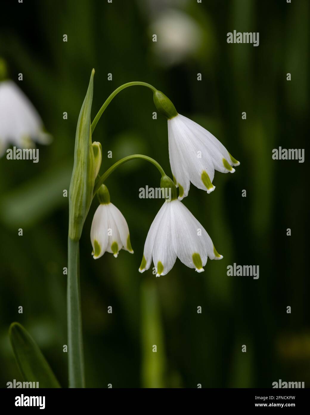 Gros plan de fleurs blanches pures de Leucojum aestivum au printemps Banque D'Images