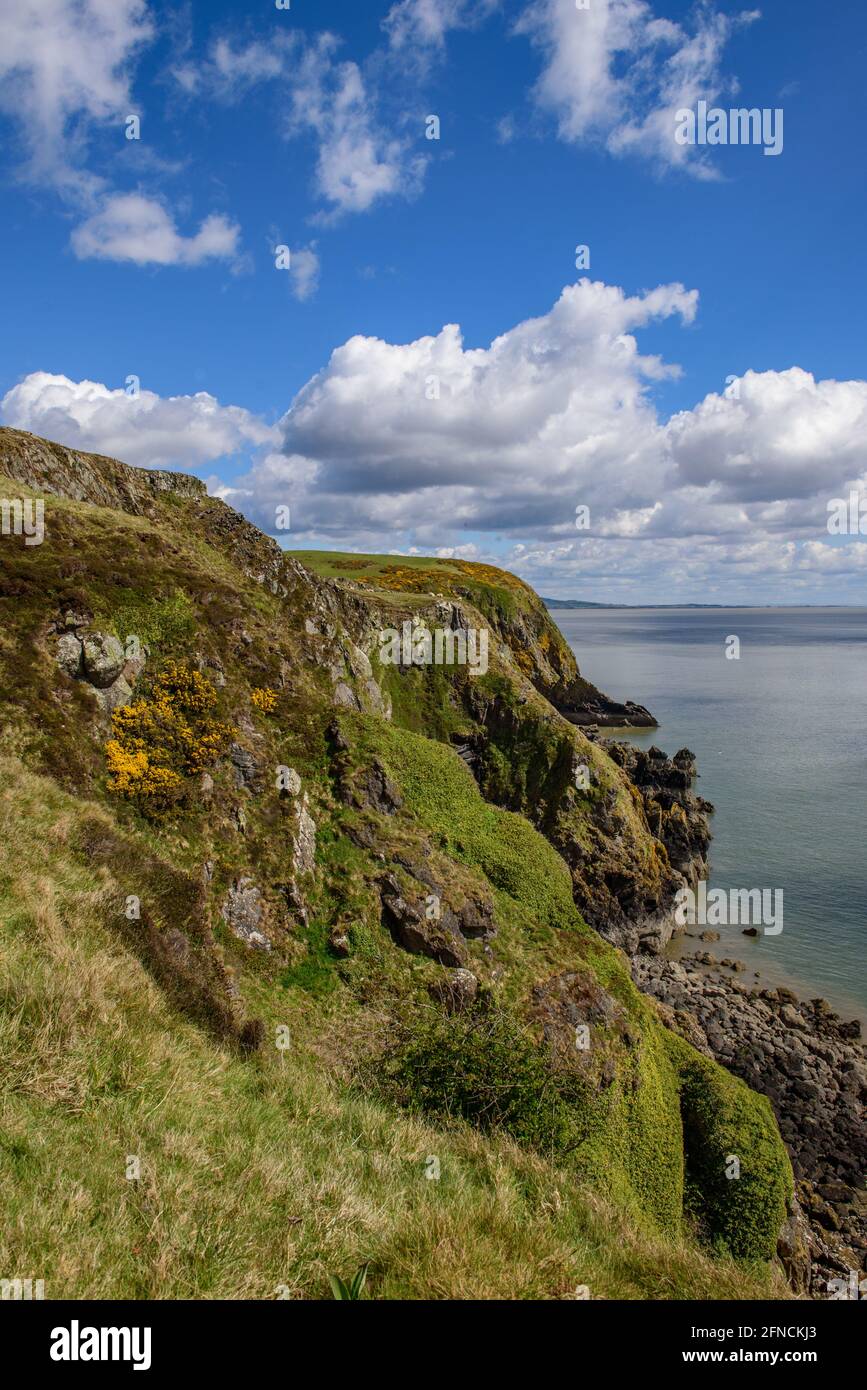 Sea Cliffs près de la baie de Balcony à Dumfries et Galloway en Écosse Banque D'Images