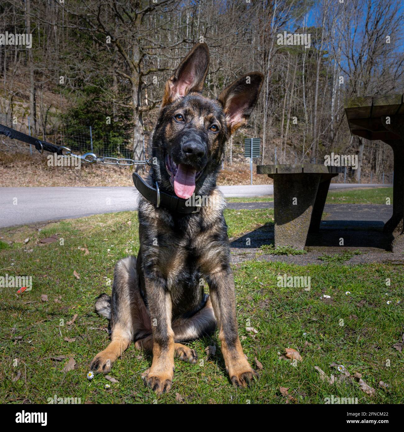 Un Portrait De Chien D Un Heureux Chiot Berger Allemand De Quatre Mois Sur L Herbe Verte Race De Ligne De Travail Photo Stock Alamy