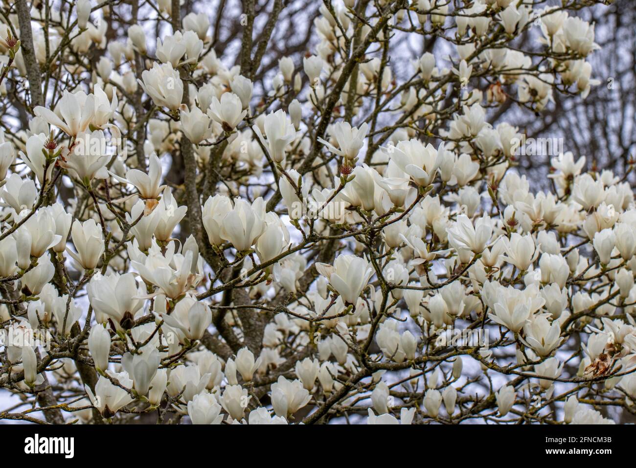 Grandes données de dénudation de Magnolia arbuste de Giubiasco en pleine fleur au printemps Banque D'Images