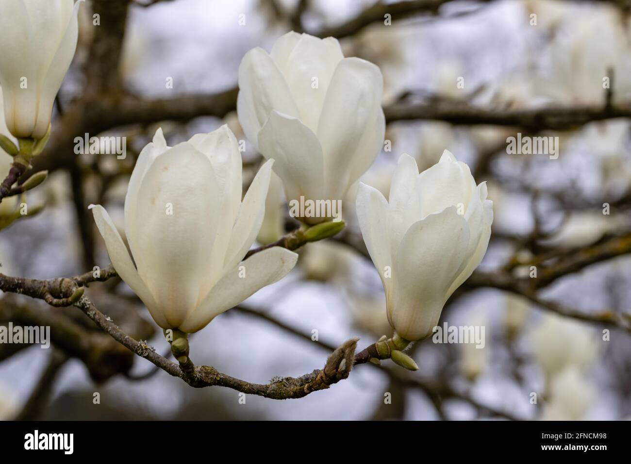 Gros plan de blanc crémeux Magnolia denudata Giubiasco fleurit ressort Banque D'Images